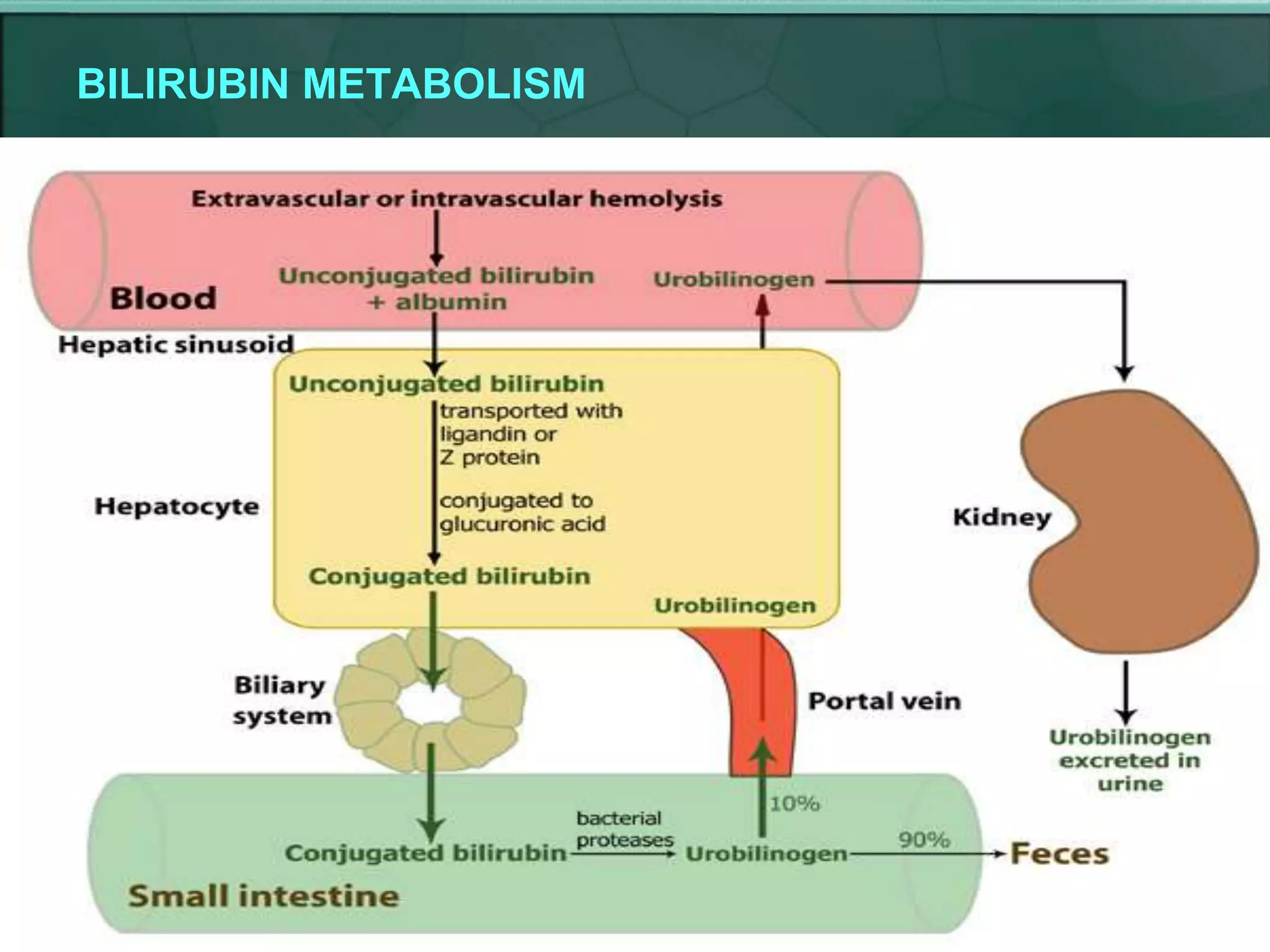 BILIRUBIN METABOLISM
 