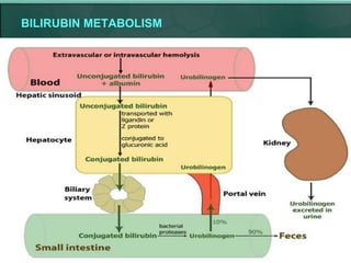 BILIRUBIN METABOLISM
 