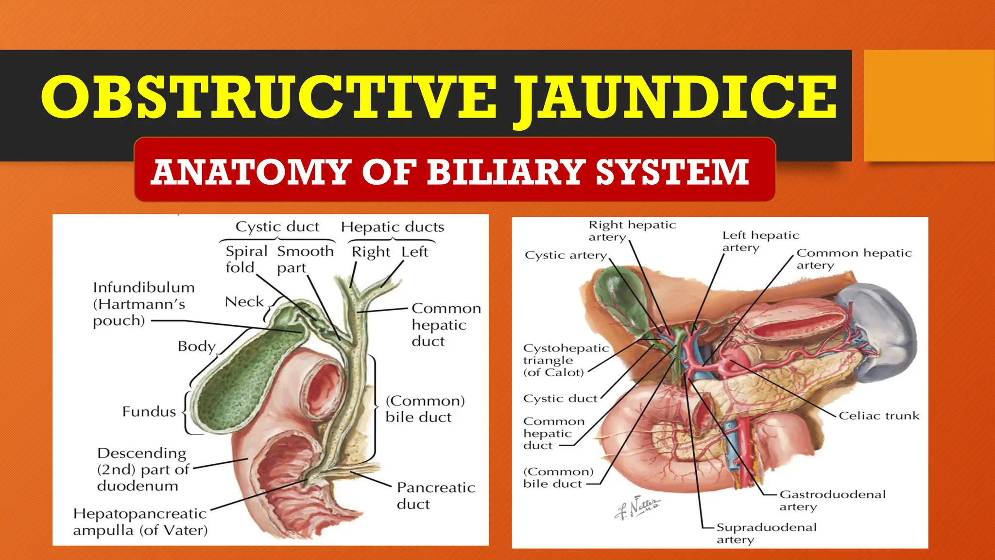 OBSTRUCTIVE JAUNDICE
ANATOMY OF BILIARY SYSTEM
 