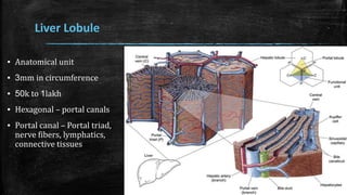 Liver Lobule
▪ Anatomical unit
▪ 3mm in circumference
▪ 50k to 1lakh
▪ Hexagonal – portal canals
▪ Portal canal – Portal triad,
nerve fibers, lymphatics,
connective tissues
 