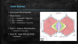 Liver Acinus
▪ Functional Microvascular
▪ Three Zones
– Z I -> Periportal -> High Po2
– Z II -> Midzone
– Z III -> Pericentral -> Low Po2
▪ Zone I – Highest Mitochondria
▪ Synthetic fn, Urea cycle
▪ Zone III – High SER, Cyt P450
▪ Xenobiotics
 
