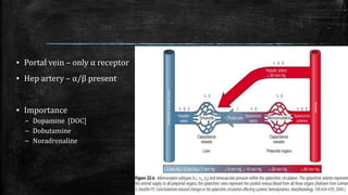 ▪ Portal vein – only α receptor
▪ Hep artery – α/β present
▪ Importance
– Dopamine [DOC]
– Dobutamine
– Noradrenaline
 