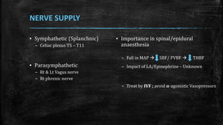 NERVE SUPPLY
▪ Symphathetic (Splanchnic)
– Celiac plexus T5 – T11
▪ Parasymphathetic
– Rt & Lt Vagus nerve
– Rt phrenic nerve
▪ Importance in spinal/epidural
anaesthesia
– Fall in MAP  SBF/ PVBF  THBF
– Impact of LA/Epinephrine – Unknown
– Treat by IVF ; avoid 𝛂-agonistic Vasopressors
 