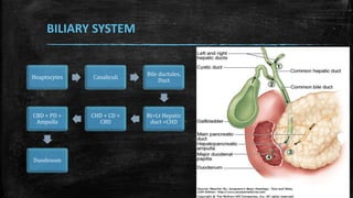 BILIARY SYSTEM
Heaptocytes Canaliculi
Bile ductules,
Duct
Rt+Lt Hepatic
duct =CHD
CHD + CD =
CBD
CBD + PD =
Ampulla
Duodenum
 