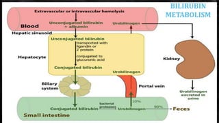 BILIRUBIN
METABOLISM
 