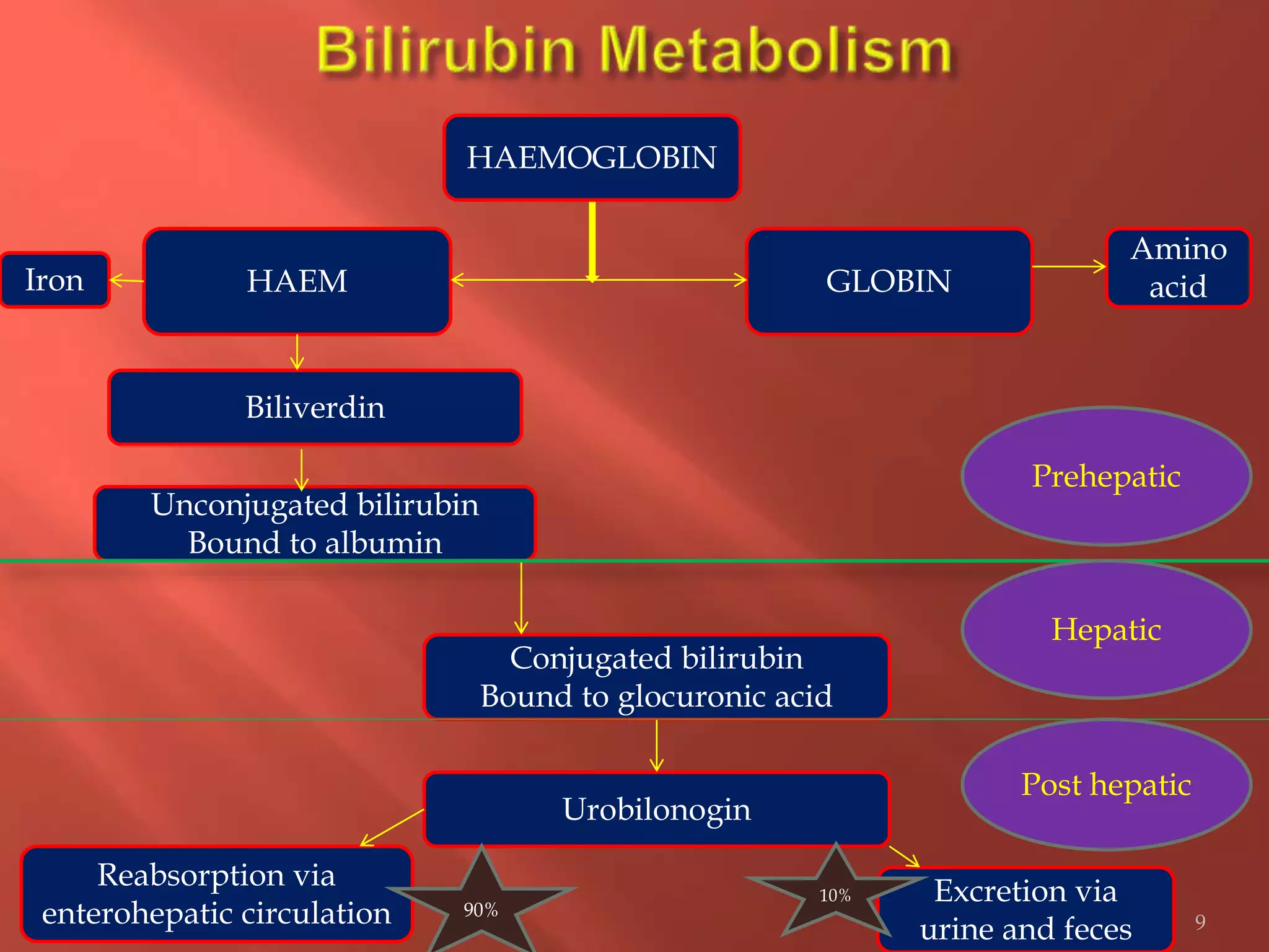 9
GLOBINHAEM
HAEMOGLOBIN
Biliverdin
Unconjugated bilirubin
Bound to albumin
Conjugated bilirubin
Bound to glocuronic acid
Urobilonogin
Excretion via
urine and feces
Reabsorption via
enterohepatic circulation
Prehepatic
Hepatic
Post hepatic
Iron
Amino
acid
90%
10%
 