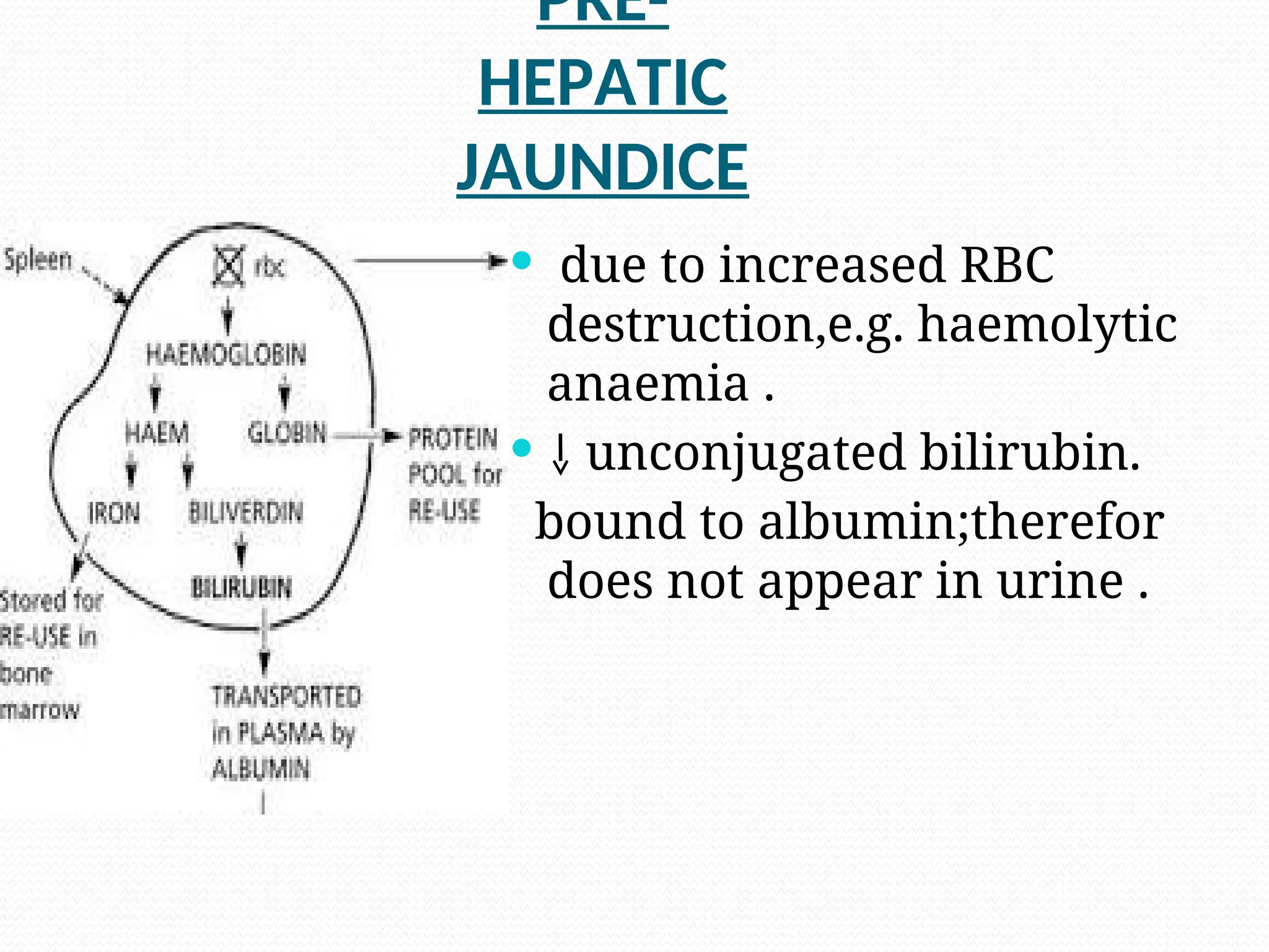 PRE-
HEPATIC
JAUNDICE
.
 due to increased RBC
destruction,e.g. haemolytic
anaemia .
 unconjugated bilirubin.
bound to albumin;therefor
does not appear in urine .
 