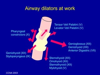 Tensor Veli Palatini (V)
Levator Veli Palatini (V)
Genioglossus (XII)
Geniohyoid (XII)
Anterior Digastric (VII)
Sternohyoid (XII)
Omohyoid (XII)
Sternothyroid (XII)
Mylohyoid (V)
Geniohyoid (XII)
Styloparyngeus (IX)
Pharyngeal
constrictors (X)
Airway dilators at work
CCNA 2003
 