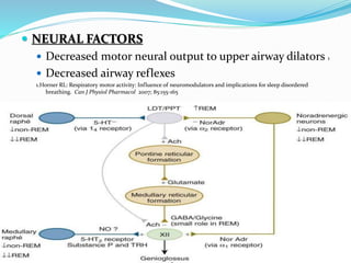  NEURAL FACTORS
 Decreased motor neural output to upper airway dilators 1
 Decreased airway reflexes
1.Horner RL: Respiratory motor activity: Influence of neuromodulators and implications for sleep disordered
breathing. Can J Physiol Pharmacol 2007; 85:155-165
 
