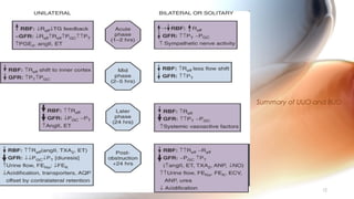 Summary of UUO and BUO
12
 
