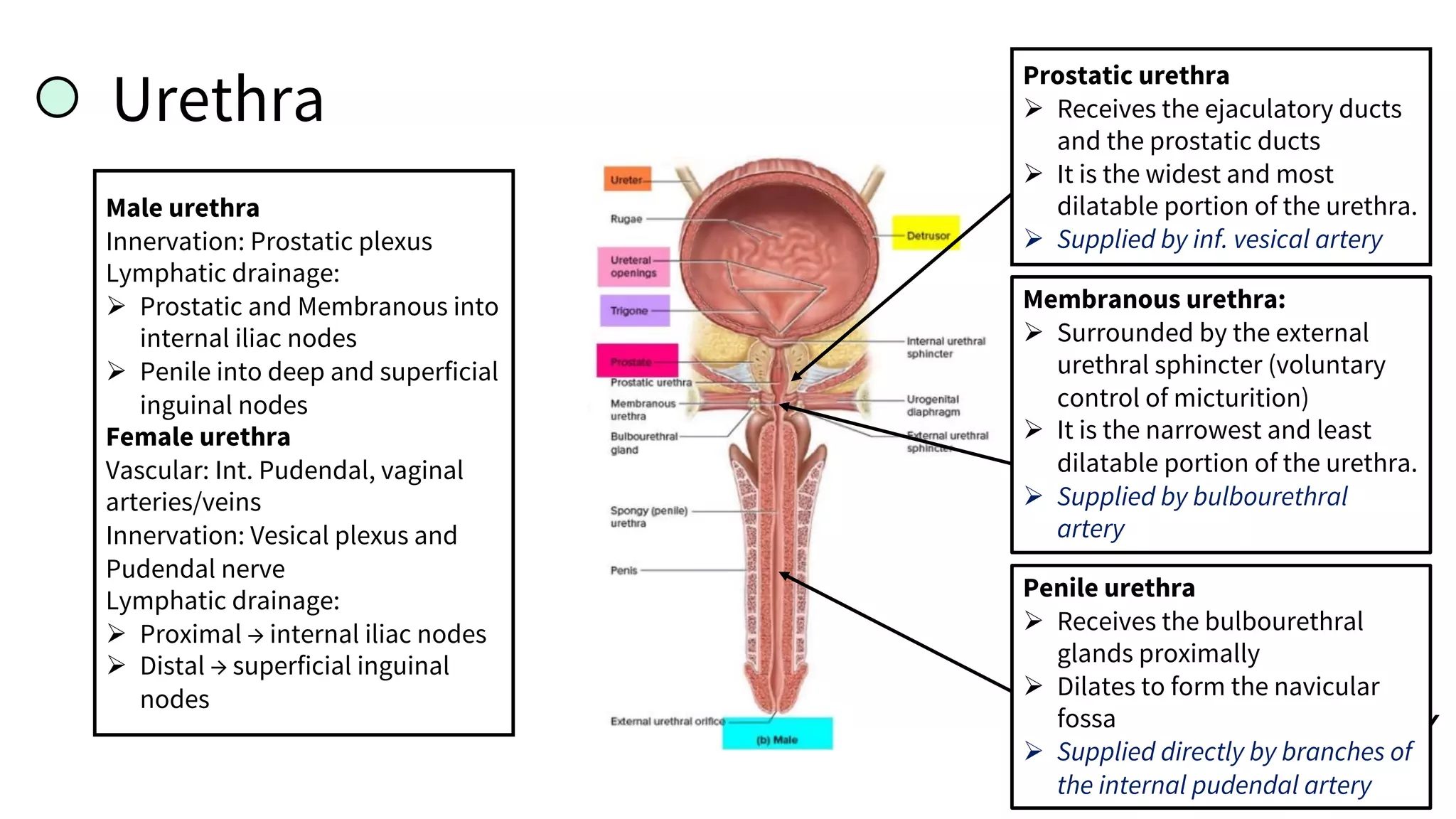 Urethra
Male urethra
Innervation: Prostatic plexus
Lymphatic drainage:
Ø Prostatic and Membranous into
internal iliac nodes
Ø Penile into deep and superficial
inguinal nodes
Female urethra
Vascular: Int. Pudendal, vaginal
arteries/veins
Innervation: Vesical plexus and
Pudendal nerve
Lymphatic drainage:
Ø Proximal → internal iliac nodes
Ø Distal → superficial inguinal
nodes
Prostatic urethra
Ø Receives the ejaculatory ducts
and the prostatic ducts
Ø It is the widest and most
dilatable portion of the urethra.
Ø Supplied by inf. vesical artery
Membranous urethra:
Ø Surrounded by the external
urethral sphincter (voluntary
control of micturition)
Ø It is the narrowest and least
dilatable portion of the urethra.
Ø Supplied by bulbourethral
artery
Penile urethra
Ø Receives the bulbourethral
glands proximally
Ø Dilates to form the navicular
fossa
Ø Supplied directly by branches of
the internal pudendal artery
 