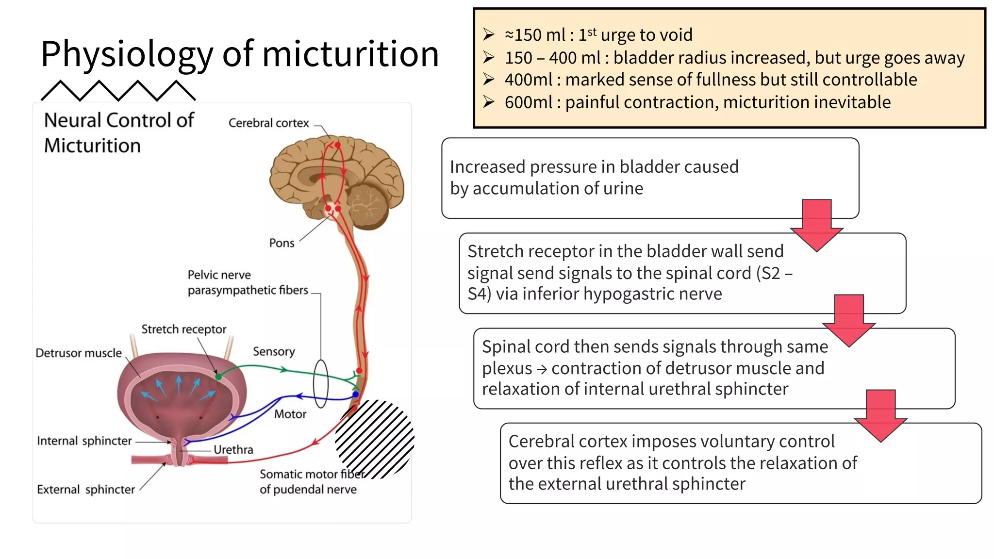 Physiology of micturition
Increased pressure in bladder caused
by accumulation of urine
Stretch receptor in the bladder wall send
signal send signals to the spinal cord (S2 –
S4) via inferior hypogastric nerve
Spinal cord then sends signals through same
plexus → contraction of detrusor muscle and
relaxation of internal urethral sphincter
Cerebral cortex imposes voluntary control
over this reflex as it controls the relaxation of
the external urethral sphincter
Ø ≈150 ml : 1st urge to void
Ø 150 – 400 ml : bladder radius increased, but urge goes away
Ø 400ml : marked sense of fullness but still controllable
Ø 600ml : painful contraction, micturition inevitable
 