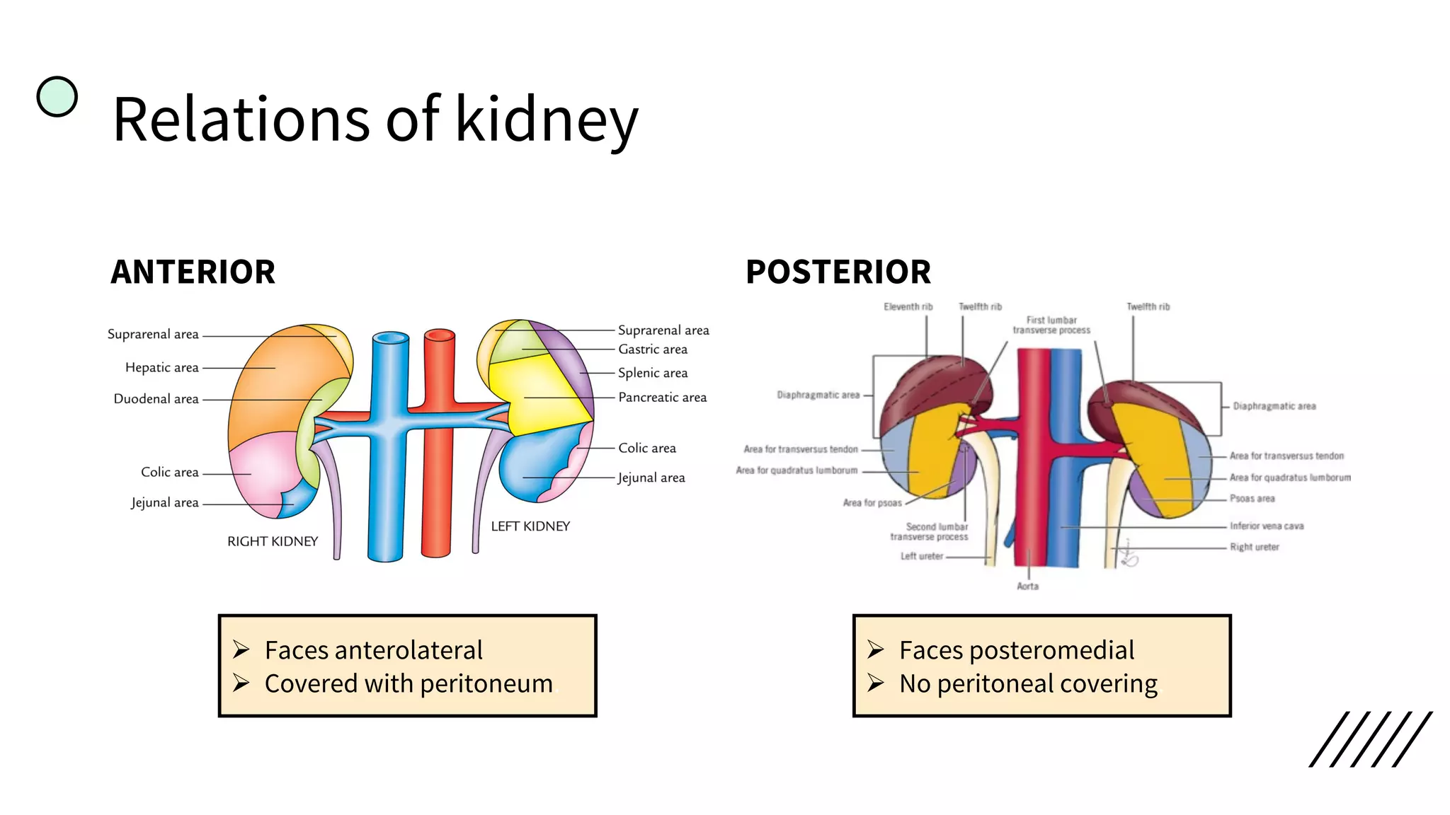 Relations of kidney
ANTERIOR POSTERIOR
Ø Faces anterolateral
Ø Covered with peritoneum.
Ø Faces posteromedial
Ø No peritoneal covering.
 