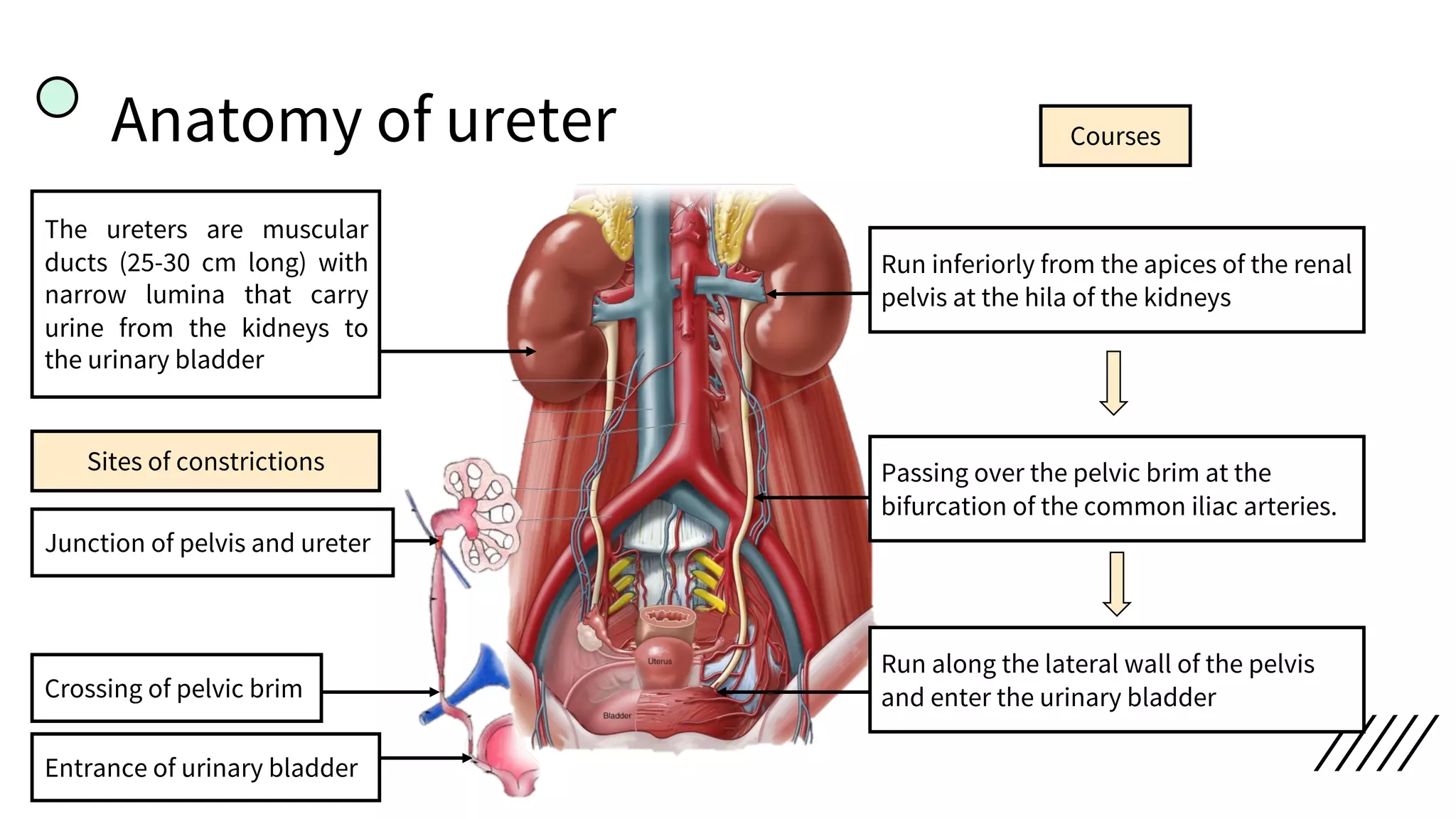Anatomy of ureter
The ureters are muscular
ducts (25-30 cm long) with
narrow lumina that carry
urine from the kidneys to
the urinary bladder
Run inferiorly from the apices of the renal
pelvis at the hila of the kidneys
Courses
Passing over the pelvic brim at the
bifurcation of the common iliac arteries.
Run along the lateral wall of the pelvis
and enter the urinary bladder
Sites of constrictions
Junction of pelvis and ureter
Crossing of pelvic brim
Entrance of urinary bladder
 