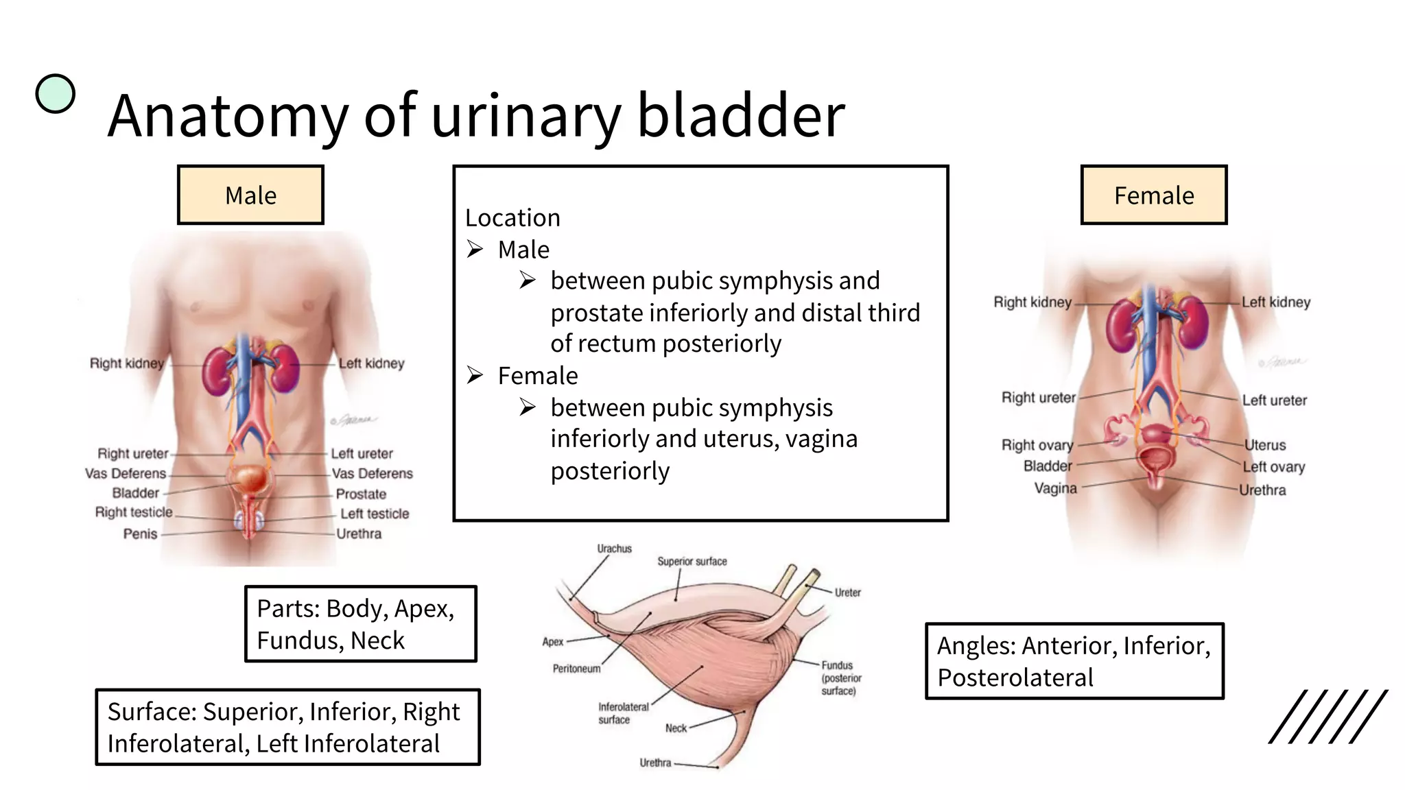 Anatomy of urinary bladder
Location
Ø Male
Ø between pubic symphysis and
prostate inferiorly and distal third
of rectum posteriorly
Ø Female
Ø between pubic symphysis
inferiorly and uterus, vagina
posteriorly
Male Female
Parts: Body, Apex,
Fundus, Neck
Surface: Superior, Inferior, Right
Inferolateral, Left Inferolateral
Angles: Anterior, Inferior,
Posterolateral
 