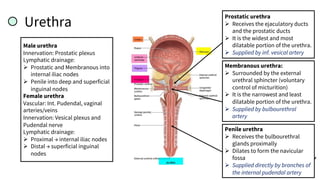 Urethra
Male urethra
Innervation: Prostatic plexus
Lymphatic drainage:
Ø Prostatic and Membranous into
internal iliac nodes
Ø Penile into deep and superficial
inguinal nodes
Female urethra
Vascular: Int. Pudendal, vaginal
arteries/veins
Innervation: Vesical plexus and
Pudendal nerve
Lymphatic drainage:
Ø Proximal → internal iliac nodes
Ø Distal → superficial inguinal
nodes
Prostatic urethra
Ø Receives the ejaculatory ducts
and the prostatic ducts
Ø It is the widest and most
dilatable portion of the urethra.
Ø Supplied by inf. vesical artery
Membranous urethra:
Ø Surrounded by the external
urethral sphincter (voluntary
control of micturition)
Ø It is the narrowest and least
dilatable portion of the urethra.
Ø Supplied by bulbourethral
artery
Penile urethra
Ø Receives the bulbourethral
glands proximally
Ø Dilates to form the navicular
fossa
Ø Supplied directly by branches of
the internal pudendal artery
 