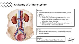 Anatomy of urinary system
Kidneys
Ø Excrete the end products of metabolism and excess
water
Ø Endocrine functions:
Ø Producing and releasing erythropoietin which
affects red blood cell formation, renin which
influences blood pressure,
Ø 1,25-hydroxycholecalciferol, which is involved in
the control of calcium metabolism
Ureter
Ø A muscular tube that conveys urine from kidneys to
urinary bladder
Bladder
Ø A reservoir that store and excrete urine
 