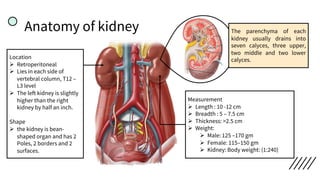 Anatomy of kidney
Location
Ø Retroperitoneal
Ø Lies in each side of
vertebral column, T12 –
L3 level
Ø The left kidney is slightly
higher than the right
kidney by half an inch.
Shape
Ø the kidney is bean-
shaped organ and has 2
Poles, 2 borders and 2
surfaces.
Measurement
Ø Length : 10 -12 cm
Ø Breadth : 5 – 7.5 cm
Ø Thickness: >2.5 cm
Ø Weight:
Ø Male: 125 –170 gm
Ø Female: 115–150 gm
Ø Kidney: Body weight: (1:240)
The parenchyma of each
kidney usually drains into
seven calyces, three upper,
two middle and two lower
calyces.
 