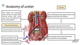 Anatomy of ureter
The ureters are muscular
ducts (25-30 cm long) with
narrow lumina that carry
urine from the kidneys to
the urinary bladder
Run inferiorly from the apices of the renal
pelvis at the hila of the kidneys
Courses
Passing over the pelvic brim at the
bifurcation of the common iliac arteries.
Run along the lateral wall of the pelvis
and enter the urinary bladder
Sites of constrictions
Junction of pelvis and ureter
Crossing of pelvic brim
Entrance of urinary bladder
 