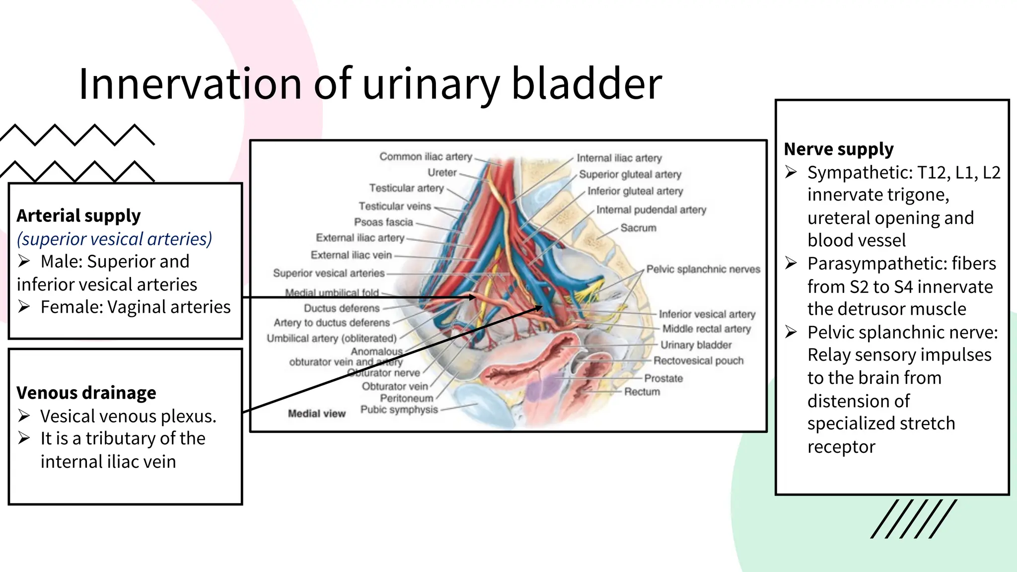 Arterial supply
(superior vesical arteries)
Ø Male: Superior and
inferior vesical arteries
Ø Female: Vaginal arteries
Venous drainage
Ø Vesical venous plexus.
Ø It is a tributary of the
internal iliac vein
Nerve supply
Ø Sympathetic: T12, L1, L2
innervate trigone,
ureteral opening and
blood vessel
Ø Parasympathetic: fibers
from S2 to S4 innervate
the detrusor muscle
Ø Pelvic splanchnic nerve:
Relay sensory impulses
to the brain from
distension of
specialized stretch
receptor
Innervation of urinary bladder
 