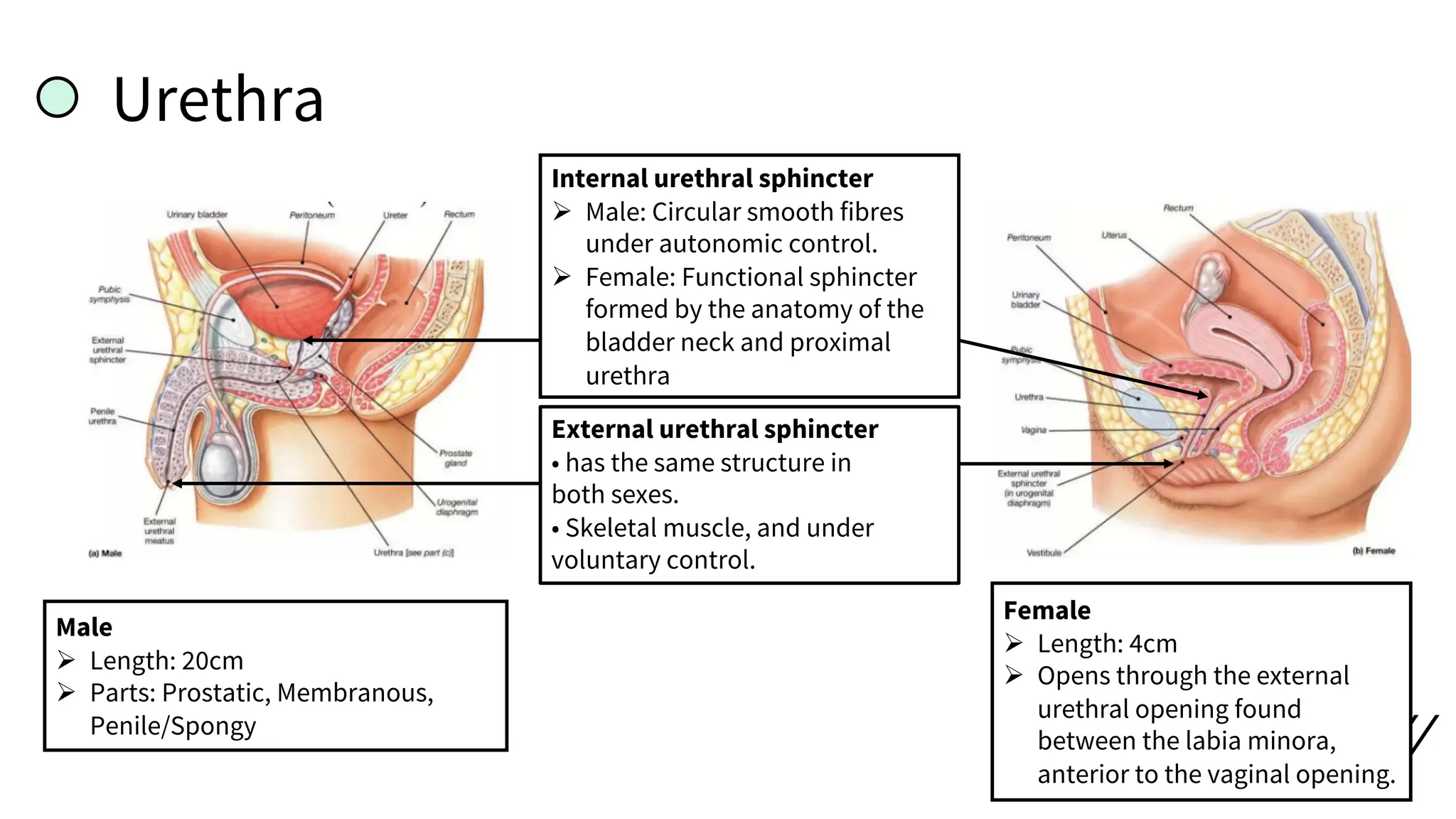 Urethra
Male
Ø Length: 20cm
Ø Parts: Prostatic, Membranous,
Penile/Spongy
Female
Ø Length: 4cm
Ø Opens through the external
urethral opening found
between the labia minora,
anterior to the vaginal opening.
Internal urethral sphincter
Ø Male: Circular smooth fibres
under autonomic control.
Ø Female: Functional sphincter
formed by the anatomy of the
bladder neck and proximal
urethra
External urethral sphincter
• has the same structure in
both sexes.
• Skeletal muscle, and under
voluntary control.
 