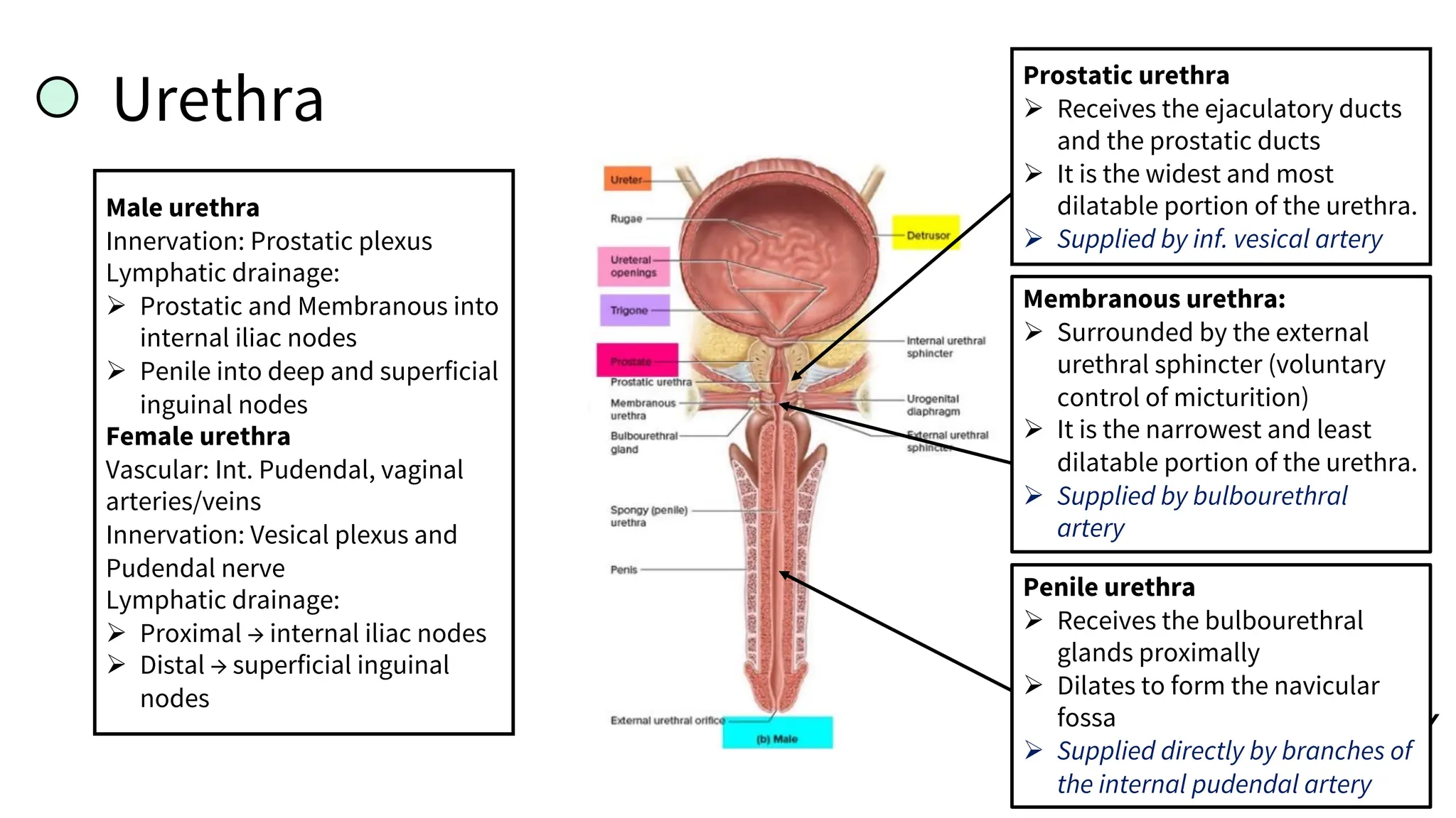 Urethra
Male urethra
Innervation: Prostatic plexus
Lymphatic drainage:
Ø Prostatic and Membranous into
internal iliac nodes
Ø Penile into deep and superficial
inguinal nodes
Female urethra
Vascular: Int. Pudendal, vaginal
arteries/veins
Innervation: Vesical plexus and
Pudendal nerve
Lymphatic drainage:
Ø Proximal → internal iliac nodes
Ø Distal → superficial inguinal
nodes
Prostatic urethra
Ø Receives the ejaculatory ducts
and the prostatic ducts
Ø It is the widest and most
dilatable portion of the urethra.
Ø Supplied by inf. vesical artery
Membranous urethra:
Ø Surrounded by the external
urethral sphincter (voluntary
control of micturition)
Ø It is the narrowest and least
dilatable portion of the urethra.
Ø Supplied by bulbourethral
artery
Penile urethra
Ø Receives the bulbourethral
glands proximally
Ø Dilates to form the navicular
fossa
Ø Supplied directly by branches of
the internal pudendal artery
 