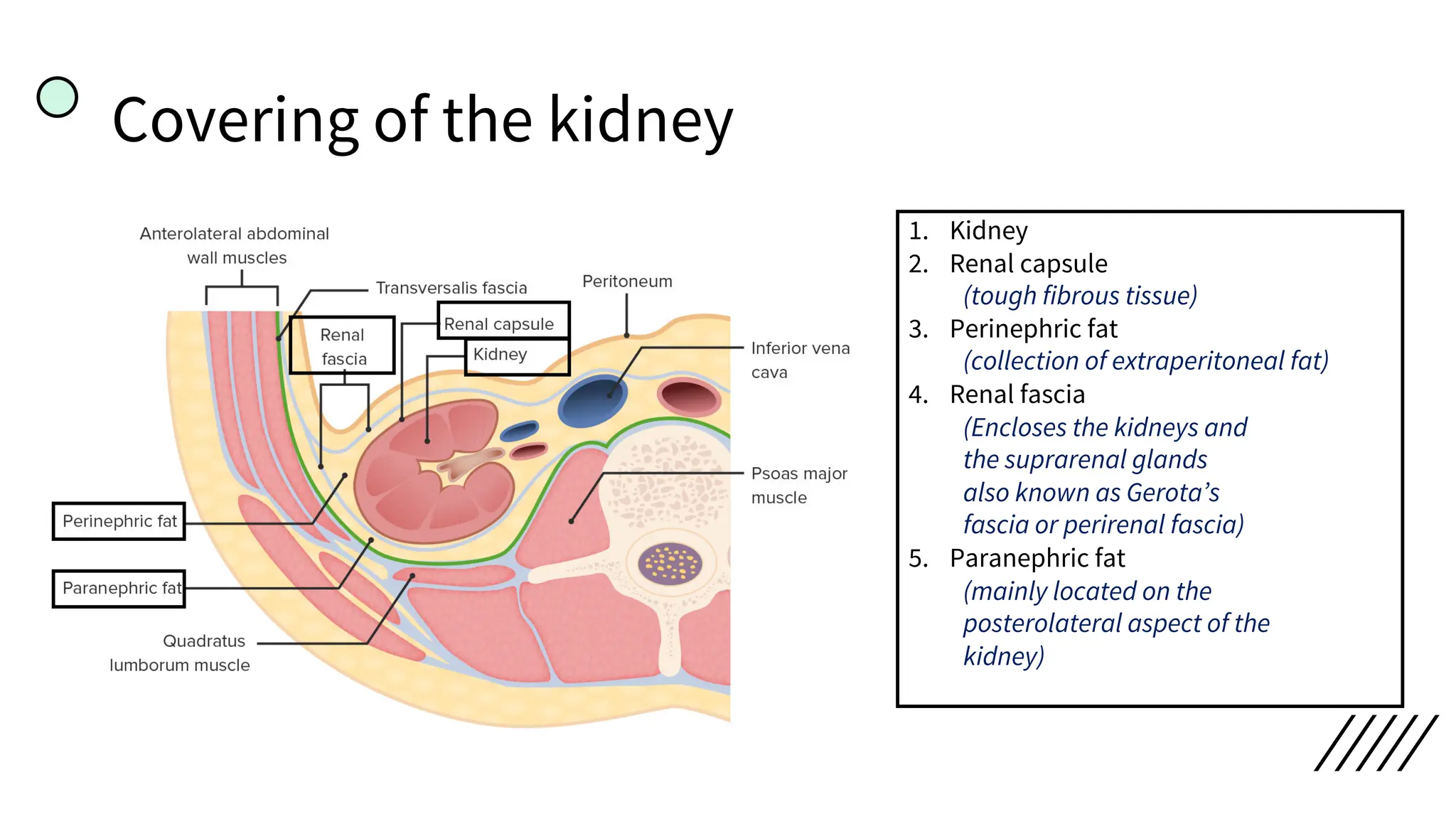 Covering of the kidney
1. Kidney
2. Renal capsule
(tough fibrous tissue)
3. Perinephric fat
(collection of extraperitoneal fat)
4. Renal fascia
(Encloses the kidneys and
the suprarenal glands
also known as Gerota’s
fascia or perirenal fascia)
5. Paranephric fat
(mainly located on the
posterolateral aspect of the
kidney)
 