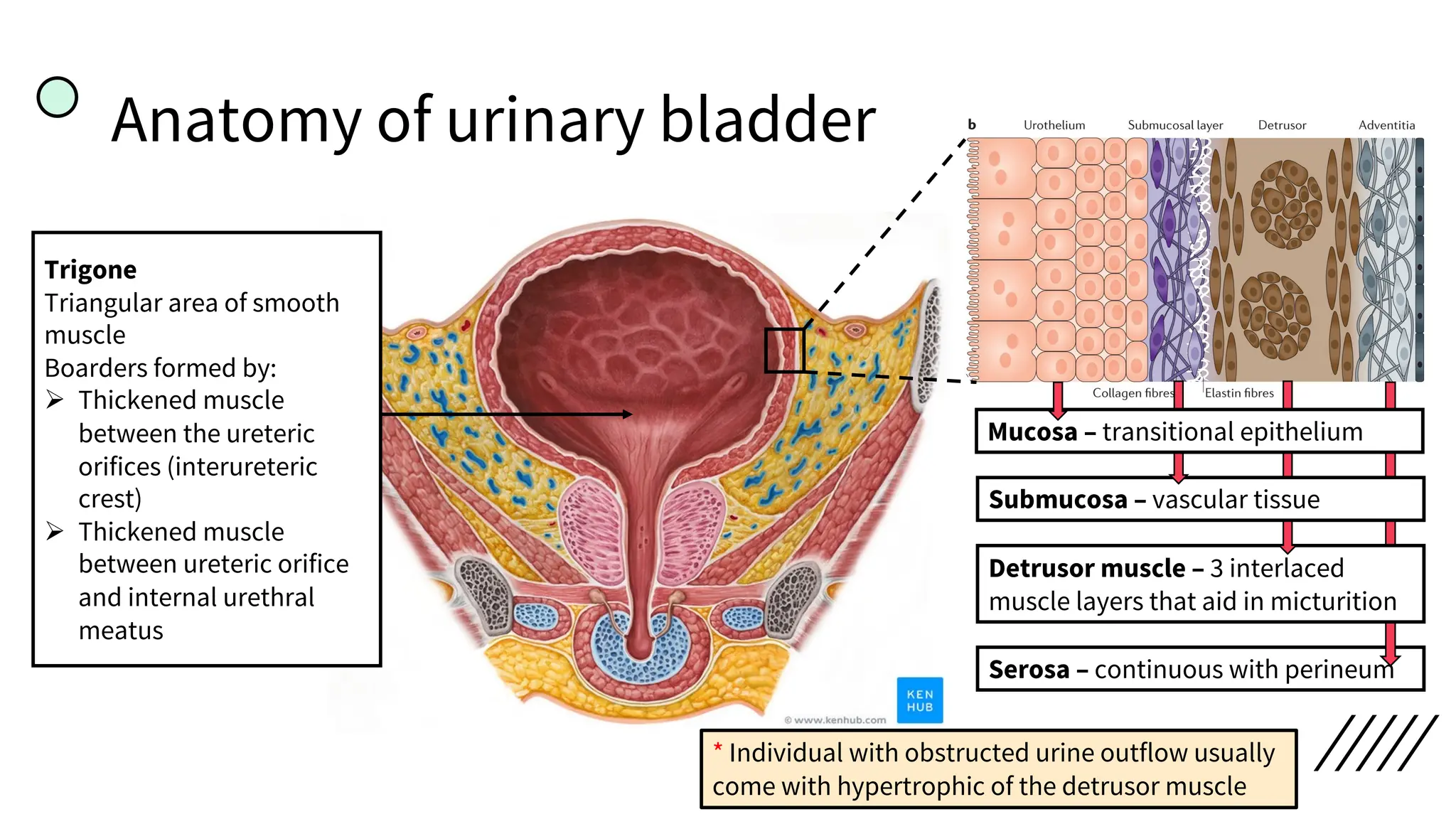 Anatomy of urinary bladder
Trigone
Triangular area of smooth
muscle
Boarders formed by:
Ø Thickened muscle
between the ureteric
orifices (interureteric
crest)
Ø Thickened muscle
between ureteric orifice
and internal urethral
meatus
Serosa – continuous with perineum
Detrusor muscle – 3 interlaced
muscle layers that aid in micturition
Submucosa – vascular tissue
Mucosa – transitional epithelium
* Individual with obstructed urine outflow usually
come with hypertrophic of the detrusor muscle
 