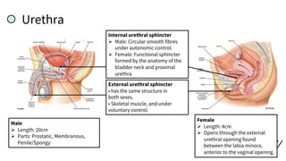 Urethra
Male
Ø Length: 20cm
Ø Parts: Prostatic, Membranous,
Penile/Spongy
Female
Ø Length: 4cm
Ø Opens through the external
urethral opening found
between the labia minora,
anterior to the vaginal opening.
Internal urethral sphincter
Ø Male: Circular smooth fibres
under autonomic control.
Ø Female: Functional sphincter
formed by the anatomy of the
bladder neck and proximal
urethra
External urethral sphincter
• has the same structure in
both sexes.
• Skeletal muscle, and under
voluntary control.
 