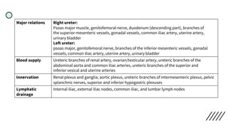 Major relations Right ureter:
Psoas major muscle, genitofemoral nerve, duodenum (descending part), branches of
the superior mesenteric vessels, gonadal vessels, common iliac artery, uterine artery,
urinary bladder
Left ureter:
psoas major, genitofemoral nerve, branches of the inferior mesenteric vessels, gonadal
vessels, common iliac artery, uterine artery, urinary bladder
Blood supply Ureteric branches of renal artery, ovarian/testicular artery, ureteric branches of the
abdominal aorta and common iliac arteries, ureteric branches of the superior and
inferior vesical and uterine arteries
Innervation Renal plexus and ganglia, aortic plexus, ureteric branches of intermesenteric plexus, pelvic
splanchnic nerves, superior and inferior hypogastric plexuses
Lymphatic
drainage
Internal iliac, external iliac nodes, common iliac, and lumbar lymph nodes
 