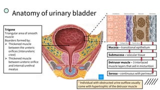 Anatomy of urinary bladder
Trigone
Triangular area of smooth
muscle
Boarders formed by:
Ø Thickened muscle
between the ureteric
orifices (interureteric
crest)
Ø Thickened muscle
between ureteric orifice
and internal urethral
meatus
Serosa – continuous with perineum
Detrusor muscle – 3 interlaced
muscle layers that aid in micturition
Submucosa – vascular tissue
Mucosa – transitional epithelium
* Individual with obstructed urine outflow usually
come with hypertrophic of the detrusor muscle
 