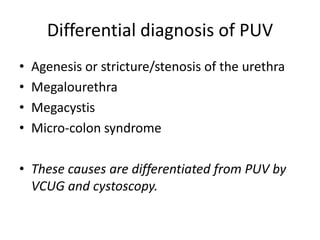 Differential diagnosis of PUV
• Agenesis or stricture/stenosis of the urethra
• Megalourethra
• Megacystis
• Micro-colon syndrome
• These causes are differentiated from PUV by
VCUG and cystoscopy.
 