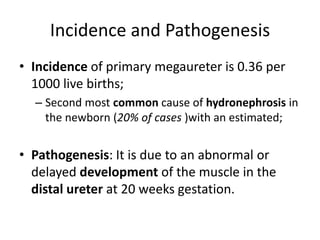 Incidence and Pathogenesis
• Incidence of primary megaureter is 0.36 per
1000 live births;
– Second most common cause of hydronephrosis in
the newborn (20% of cases )with an estimated;
• Pathogenesis: It is due to an abnormal or
delayed development of the muscle in the
distal ureter at 20 weeks gestation.
 