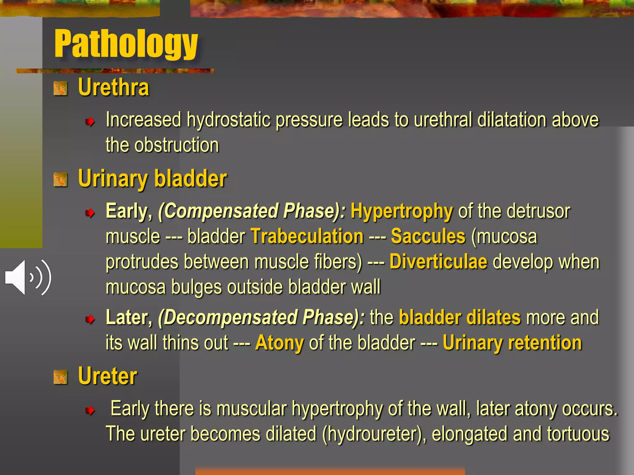 Pathology
Urethra
Increased hydrostatic pressure leads to urethral dilatation above
the obstruction
Urinary bladder
Early, (Compensated Phase): Hypertrophy of the detrusor
muscle --- bladder Trabeculation --- Saccules (mucosa
protrudes between muscle fibers) --- Diverticulae develop when
mucosa bulges outside bladder wall
Later, (Decompensated Phase): the bladder dilates more and
its wall thins out --- Atony of the bladder --- Urinary retention
Ureter
Early there is muscular hypertrophy of the wall, later atony occurs.
The ureter becomes dilated (hydroureter), elongated and tortuous
 
