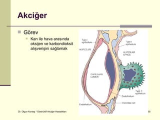 Akciğer
 Görev
           Kan ile hava arasında
            oksijen ve karbondioksit
            alışverişini sağlamak




Dr. Olgun Kontaş * Obstrüktif Akciğer Hastalıkları   2/55
 