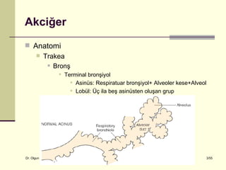 Akciğer
 Anatomi
    Trakea
       Bronş

                         Terminal bronşiyol
                             Asinüs: Respiratuar bronşiyol+ Alveoler kese+Alveol
                             Lobül: Üç ila beş asinüsten oluşan grup




Dr. Olgun Kontaş * Obstrüktif Akciğer Hastalıkları                                  3/55
 
