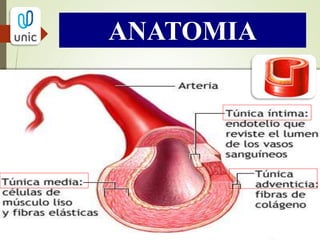 ANATOMIA
 