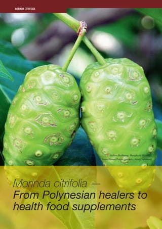 38    OBTAINER WORLDWIDE
Morinda citrifolia —
From Polynesian healers to
health food supplements
Indian Mulberry, Mengkudu...