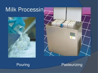Milk Processing
Pouring Pasteurizing
 