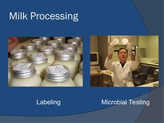 Milk Processing
Labeling Microbial Testing
 