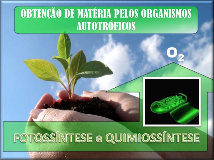 Enem 2013 A Estrategia De Obtenção De Plantas