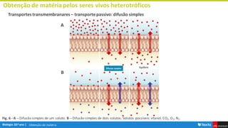 Obtenção de matéria
Obtenção de matériapelos seres vivos heterotróficos
Transportes transmembranares – transporte passivo: difusão simples
Fig. 6 - A – Difusão simples de um soluto. B – Difusão simples de dois solutos. Solutos possíveis: etanol, CO2, O2, N2.
A
B
 