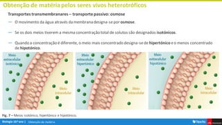 Obtenção de matéria
Obtenção de matériapelos seres vivos heterotróficos
Transportes transmembranares – transporte passivo: osmose
― O movimento da água através da membrana designa-sepor osmose.
― Se os dois meios tiverem a mesma concentração total de solutos são designados isotónicos.
― Quando a concentração é diferente, o meio mais concentrado designa-sede hipertónico eo menos concentrado
de hipotónico.
Fig. 7 – Meios isotónico, hipertónico e hipotónico.
 