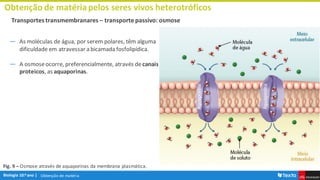 Obtenção de matéria
Obtenção de matériapelos seres vivos heterotróficos
Transportes transmembranares – transporte passivo: osmose
― As moléculas de água, por serem polares, têm alguma
dificuldade em atravessar a bicamada fosfolipídica.
― A osmoseocorre, preferencialmente, através decanais
proteicos, as aquaporinas.
Fig. 9 – Osmose através de aquaporinas da membrana plasmática.
 