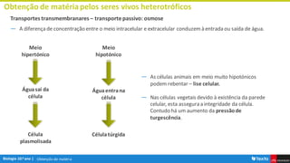 Obtenção de matéria
Obtenção de matériapelos seres vivos heterotróficos
Transportes transmembranares – transporte passivo: osmose
― A diferença de concentração entre o meio intracelular e extracelular conduzemà entrada ou saída de água.
Meio
hipertónico
Águasai da
célula
Meio
hipotónico
Águaentrana
célula
Célula
plasmolisada
Célulatúrgida
― As células animais em meio muito hipotónicos
podem rebentar – lise celular.
― Nas células vegetais devido à existência da parede
celular, esta assegura a integridade da célula.
Contudo há um aumento da pressãode
turgescência.
 