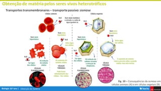 Obtenção de matéria
Obtenção de matériapelos seres vivos heterotróficos
Transportes transmembranares – transporte passivo: osmose
Fig. 10 – Consequências da osmose em
células animais (A) e em células vegetais (B).
 