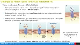 Obtenção de matéria
Obtenção de matériapelos seres vivos heterotróficos
Transportes transmembranares – difusão facilitada
― Os iões e as moléculas polares como a glicose são transportadas através deproteínas
intrínsecas sem gastos deenergia – difusãofacilitada.
― Essas proteínas intrínsecas podemser proteínas de canal, como as aquaporinas, mas para
solutos, como por exemplo iões.
― Podemtambém ser permeases, quesão proteínas queprendem as moléculas a transportar
e mudam de conformação para efetuar o transporte.
― A difusão facilitada é um tipo de transporte passivo,pois ocorrea favor do gradientede concentração.
Fig. 11 – Difusão facilitada
através de proteínas de
canal (A) e de permeases
(B).
A
B
 