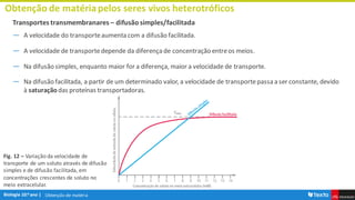 Obtenção de matéria
Obtenção de matériapelos seres vivos heterotróficos
Transportes transmembranares – difusão simples/facilitada
― A velocidade do transporteaumenta com a difusão facilitada.
― A velocidade de transportedepende da diferençade concentração entreos meios.
― Na difusão simples, enquanto maior for a diferença, maior a velocidade de transporte.
― Na difusão facilitada, a partir de um determinado valor, a velocidade de transportepassa a ser constante, devido
à saturação das proteínas transportadoras.
Fig. 12 – Variação da velocidade de
transporte de um soluto através de difusão
simples e de difusão facilitada, em
concentrações crescentes de soluto no
meio extracelular.
 