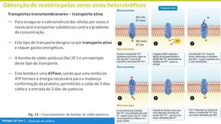 Obtenção de matéria
Transportes transmembranares – transporte ativo
― Para assegurar a sobrevivência das células por vezes é
necessário transportar substâncias contra o gradiente
de concentração.
― Este tipo de transportedesigna-sepor transporteativo
e requer gastos energéticos.
― A bomba de sódio-potássio (Na⁺/K⁺) éum exemplo
deste tipo de transporte.
― Esta bomba é uma ATPase, sendo que uma molécula
ATP fornecea energia necessária para a mudança
conformação da proteína, permitindo a saída de 3 iões
sódio e a entradade 2 iões de potássio.
Obtenção de matériapelos seres vivos heterotróficos
Fig. 13 – Funcionamento da bomba de sódio-potássio.
 
