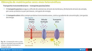 Obtenção de matéria
Obtenção de matériapelos seres vivos heterotróficos
Transportes transmembranares – transporte passivo/ativo
― O transporte passivoassegura a difusão desubstancias através da membrana, diretamenteatravés da camada,
por canais proteicos ou por permeases, semgasto de energia.
― O transporte ativoutiliza sempreproteínas transmembranares, contra o gradientede concentração, comgastos
de energia.
Difusão
simples
Difusão
facilitada
Transporte
ativo
Fig. 14 – Comparação entre os dois
tipos de transporte passivo (difusão
simples e difusão facilitada) e o
transporte ativo.
 